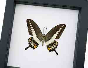 Papilio demolion verso Banded Swallowtail Butterfly Framed Taxidermy Classic Black Display