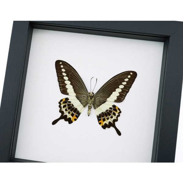 Papilio demolion verso Banded Swallowtail Butterfly Framed Taxidermy Classic Black Display