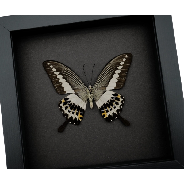 Papilio demolion verso Banded Swallowtail Butterfly Framed Taxidermy Moonlight Display