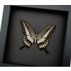 Papilio demolion verso Banded Swallowtail Butterfly Framed Taxidermy Moonlight Display