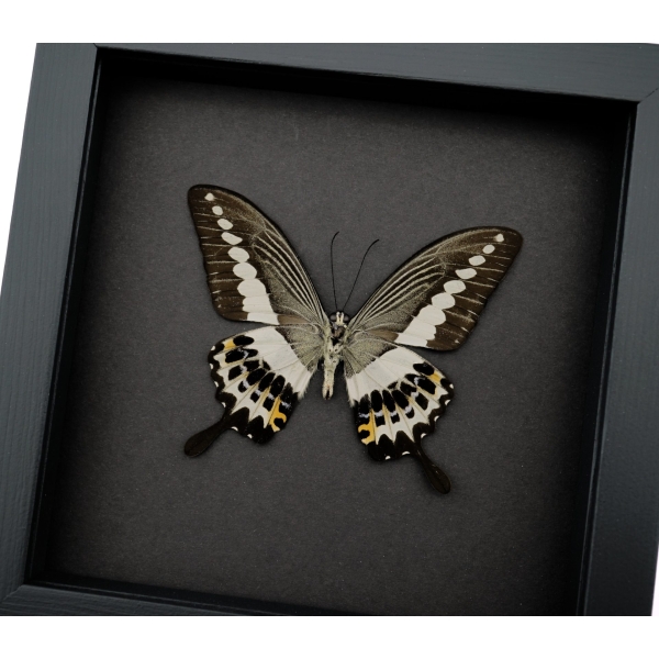 Papilio demolion verso Banded Swallowtail Butterfly Framed Taxidermy Moonlight Display