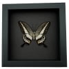 Papilio demolion verso Banded Swallowtail Butterfly Framed Taxidermy Moonlight Display
