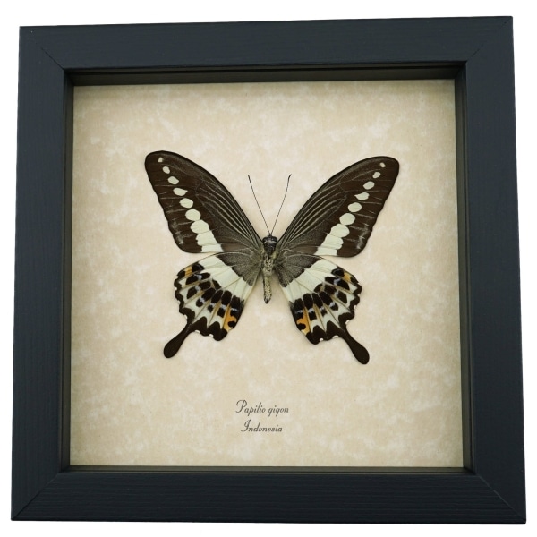 Papilio demolion verso Banded Swallowtail Butterfly Framed Taxidermy Display