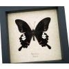 Papilio helenus verso Red Helen Swallowtail Butterfly Framed Taxidermy Display