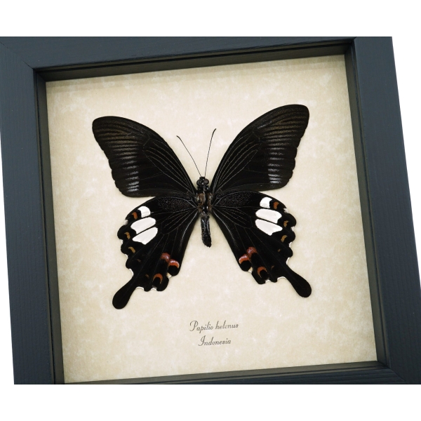 Papilio helenus verso Red Helen Swallowtail Butterfly Framed Taxidermy Display