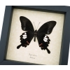 Papilio helenus verso Red Helen Swallowtail Butterfly Framed Taxidermy Display