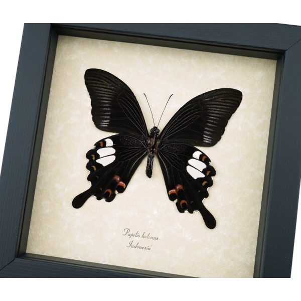 Papilio helenus verso Red Helen Swallowtail Butterfly Framed Taxidermy Display