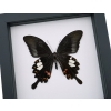 Papilio helenus verso Red Helen Swallowtail Butterfly Framed Taxidermy Classic Black Display