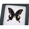 Papilio helenus verso Red Helen Swallowtail Butterfly Framed Taxidermy Classic Black Display
