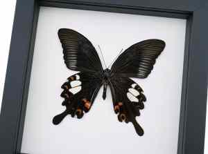 Papilio helenus verso Red Helen Swallowtail Butterfly Framed Taxidermy Classic Black Display