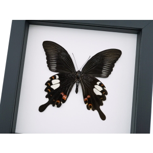 Papilio helenus verso Red Helen Swallowtail Butterfly Framed Taxidermy Classic Black Display