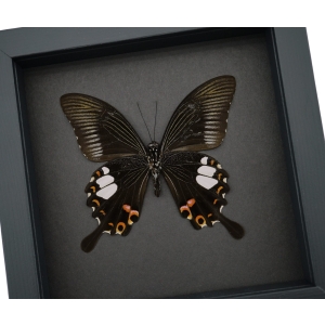 Papilio helenus verso Red Helen Swallowtail Butterfly Framed Taxidermy Moonlight Display