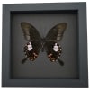 Papilio helenus verso Red Helen Swallowtail Butterfly Framed Taxidermy Moonlight Display
