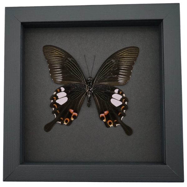 Papilio helenus verso Red Helen Swallowtail Butterfly Framed Taxidermy Moonlight Display
