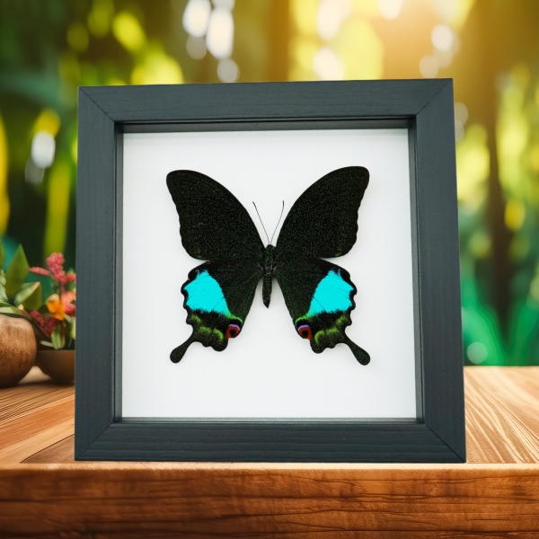 Papilio karna Female Jungle Jade Swallowtail Butterfly Framed Taxidermy Classic Black Display