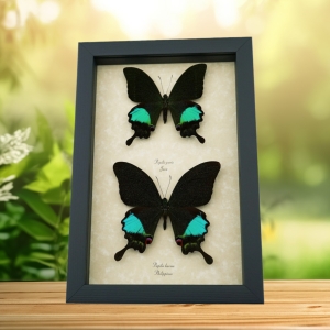 Peacock Swallowtail Butterflies Set Papilio paris karna Framed Butterfly Taxidermy Display