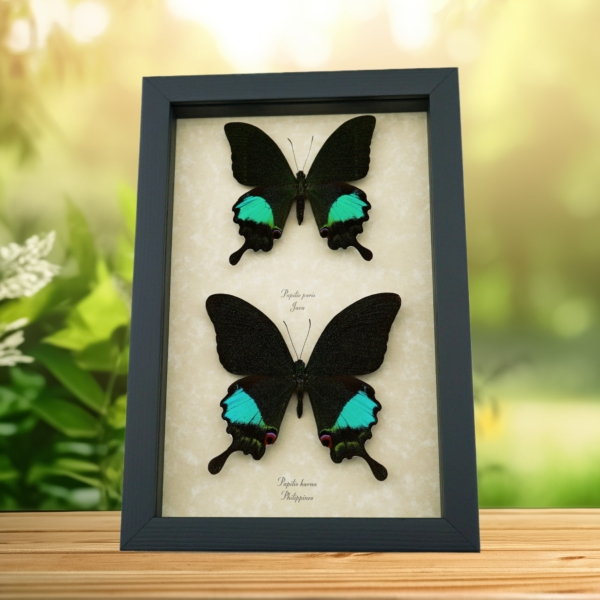 Peacock Swallowtail Butterflies Set Papilio paris karna Framed Butterfly Taxidermy Display