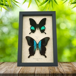Peacock Swallowtail Butterflies Set Papilio paris peranthus Framed Butterfly Taxidermy Display
