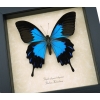 Papilio ulysses telegonus Blue Mountain Swallowtail Taxidermy Butterfly Framed Taxidermy