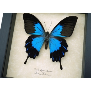 Papilio ulysses telegonus Blue Mountain Swallowtail Taxidermy Butterfly Framed Taxidermy