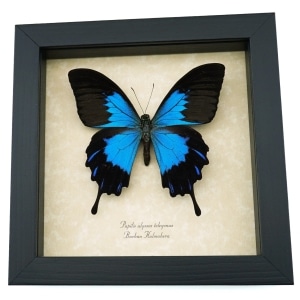 Papilio ulysses telegonus Blue Mountain Swallowtail Taxidermy Butterfly Framed Taxidermy