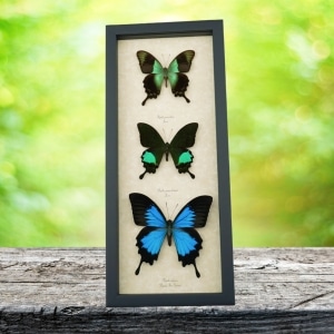Butterfly Trio Papilio peranthus paris Ulysses Framed Peacock Swallowtail Butterflies Taxidermy Display