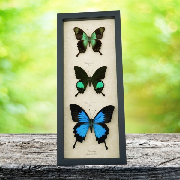 Butterfly Trio Papilio peranthus paris Ulysses Framed Peacock Swallowtail Butterflies Taxidermy Display