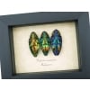 Jewel Beetle Collection Polybothris sumptuosa Framed Taxidermy Display