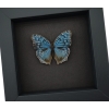 Royal Blue Pansy Butterfly Precis rhadama male Framed Taxidermy Moonlight Display