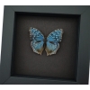 Royal Blue Pansy Butterfly Precis rhadama male Framed Taxidermy Moonlight Display