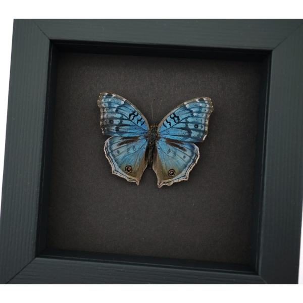 Royal Blue Pansy Butterfly Precis rhadama male Framed Taxidermy Moonlight Display