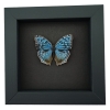 Royal Blue Pansy Butterfly Precis rhadama male Framed Taxidermy Moonlight Display