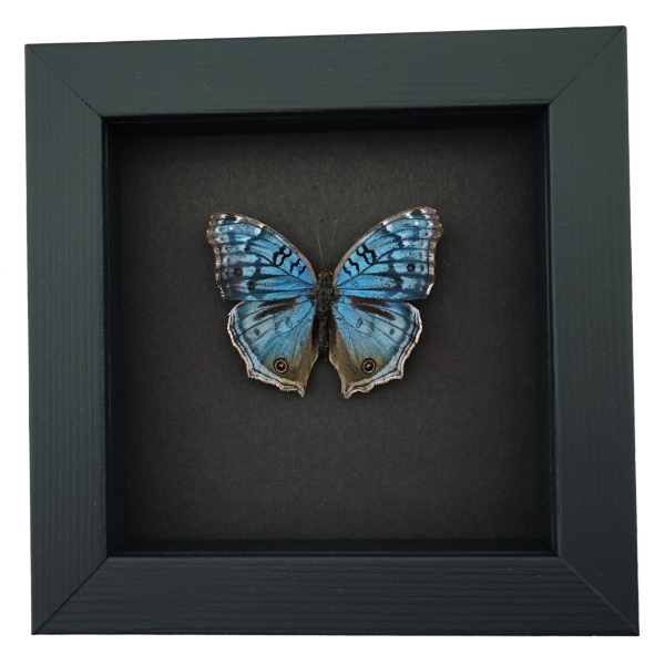 Royal Blue Pansy Butterfly Precis rhadama male Framed Taxidermy Moonlight Display