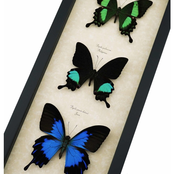 Butterfly Trio Papilio palinurus paris ulysses telegonus Framed Peacock Swallowtail Butterflies Taxidermy Display