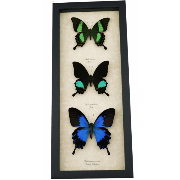 Butterfly Collection Real Framed Swallowtail Butterflies Taxidermy Display