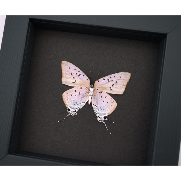 Sale Items Butterfly Designs USA Real Framed Butterflies & Insects