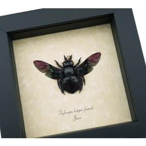 Xylocopa latipes Female Rainbow Bee Real Framed Taxidermy