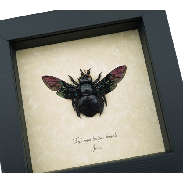 Xylocopa latipes Female Rainbow Bee Real Framed Taxidermy