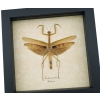 Tenodera sinensis Praying Mantis Real Framed Insect Taxidermy Display
