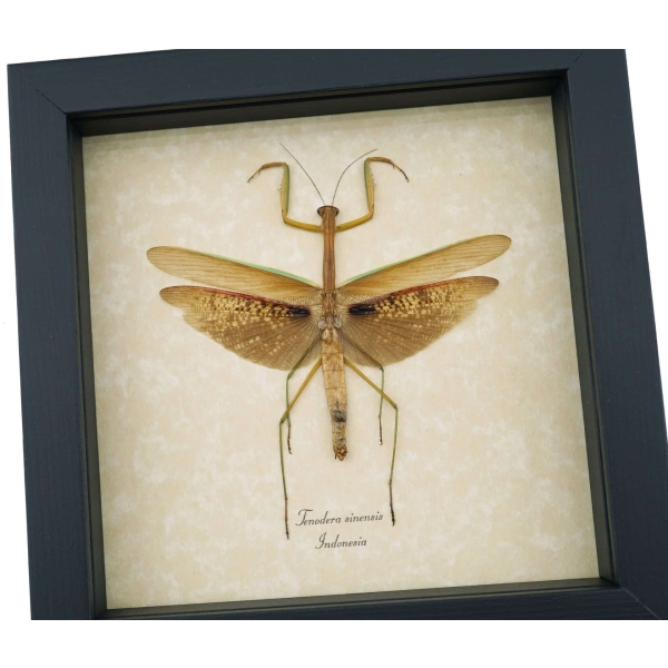 Tenodera sinensis Praying Mantis Real Framed Insect Taxidermy Display