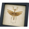 Tenodera sinensis Praying Mantis Real Framed Insect Taxidermy Display