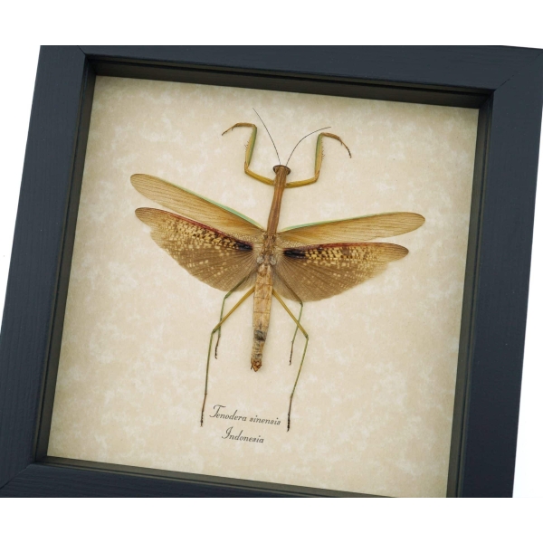 Tenodera sinensis Praying Mantis Real Framed Insect Taxidermy Display