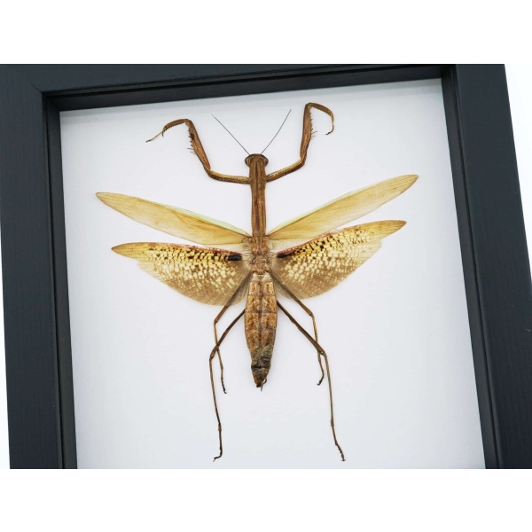 Tenodera sinensis Dead Leaf Praying Mantis Framed Insect Taxidermy Classic Black Display