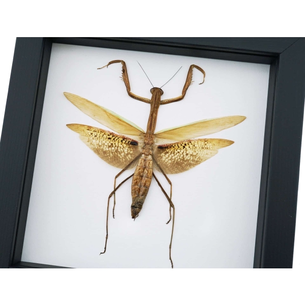 Tenodera sinensis Dead Leaf Praying Mantis Framed Insect Taxidermy Classic Black Display