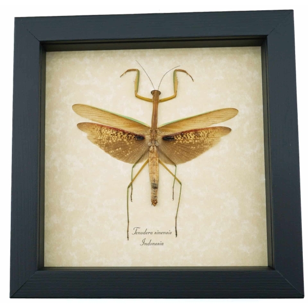 Tenodera sinensis Praying Mantis Real Framed Insect Taxidermy Display