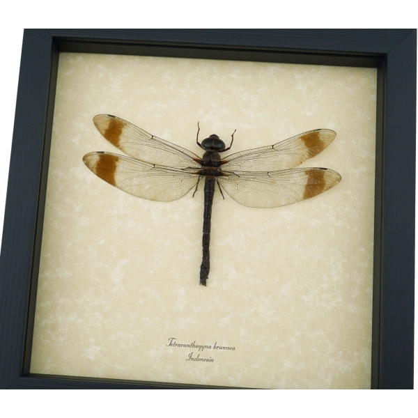 Giant Dragonfly Tetracanthagyna brunnea 5 inch Wingspan Framed Taxidermy Display