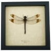 Giant Dragonfly Tetracanthagyna brunnea 5 inch Wingspan Framed Taxidermy Display