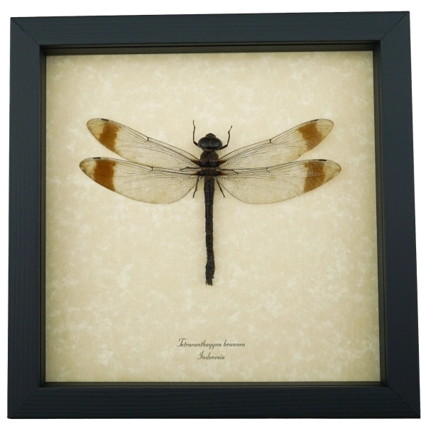 Giant Dragonfly Tetracanthagyna brunnea 5 inch Wingspan Framed Taxidermy Display