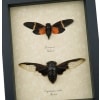 Cicada Collection Halloween Bat Winged Cicadas Orange Black Framed Insect Taxidermy Display