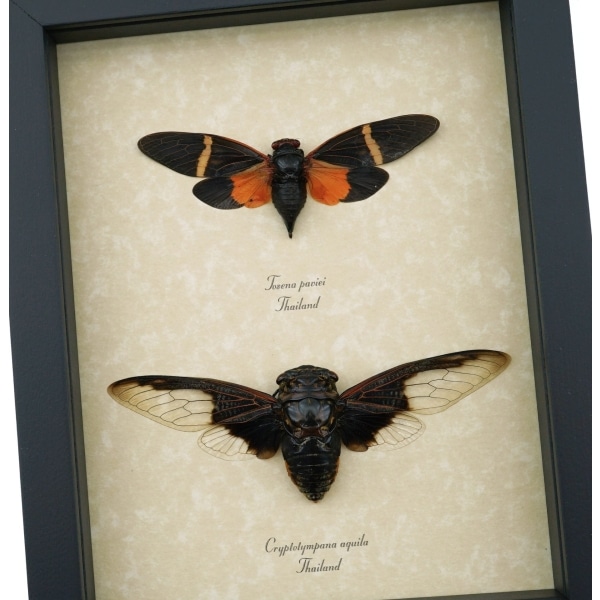 Cicada Collection Halloween Bat Winged Cicadas Orange Black Framed Insect Taxidermy Display